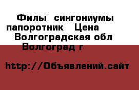 Филы, сингониумы, папоротник › Цена ­ 200 - Волгоградская обл., Волгоград г.  »    